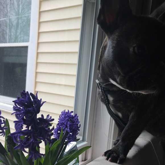 Meet your Posher, Isabelle - Picture 1 of 1